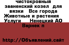 чистокровный зааненский козел  для вязки - Все города Животные и растения » Услуги   . Ненецкий АО,Варнек п.